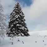 Primevere 6 Personnes Avec Sauna Tonneau 르메니