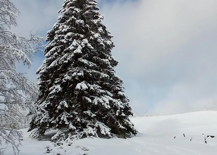 Primevere 6 Personnes Avec Sauna Tonneau Le Menil